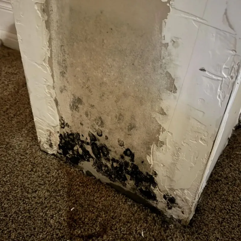 Professional Mold Removal in Throop, PA